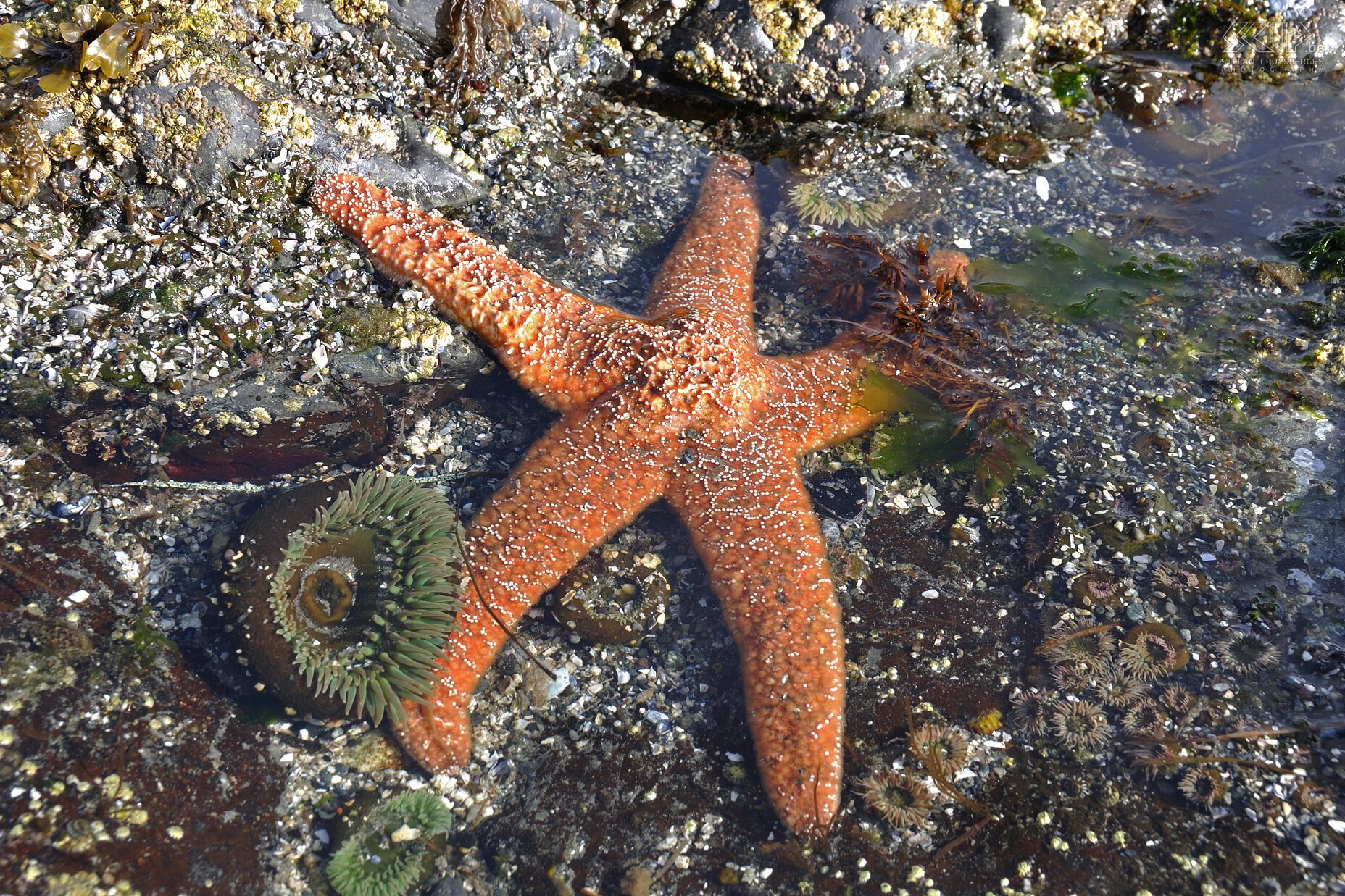 Pacific Rim NP - Wickaninnish Beach - Zeester  Stefan Cruysberghs